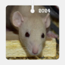 Recherche de rat de fantaisie Rongeur