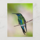 Search for selective focus photography Birds