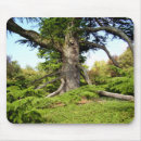 Search for cedar electronics Tree