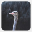 Search for ostrich stickers Cute