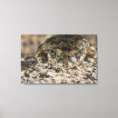 Search for tree frog canvas prints Wildlife