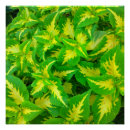 Search for green flowers posters Yellow