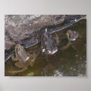 Search for froggies posters Frogs
