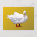 Recherche de canard blanc cartes postales Oiseau