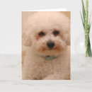 Search for bichon frise postcards Fluffy