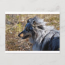 Recherche de merles cartes postales Chien