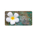 Search for frangipani return address labels Flowers