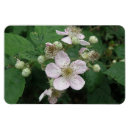 Search for blackberries magnets Summer