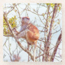 Recherche de singe bar Feuille