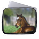 Search for thoroughbred electronics Animal