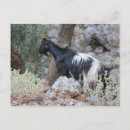 Search for cretan postcards Crete