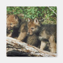 Search for timber wolf magnets Wildlife