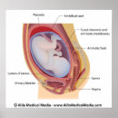 Recherche de foetus posters Anatomie