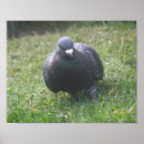 Recherche de pigeons posters Plumes