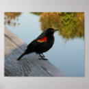 Recherche de aile rouge posters Oiseaux