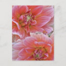 Recherche de fleur de dahlia cartes postales Rouge