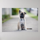 Recherche de chiot de berger allemand posters Bébé