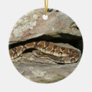 Search for reptile ornaments Nature