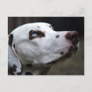 Recherche de bruns cartes postales Blanc