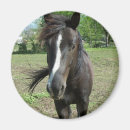 Recherche de cheval blanc noir magnets Équestre