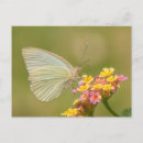 Search for lantana postcards Garden