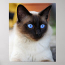 Recherche de de chat siamois posters Siamese