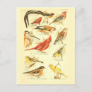 Recherche de éphémères cartes postales Oiseau