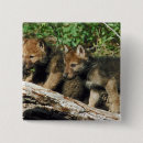 Search for cubs buttons Mammal