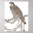 Recherche de faucon art Vintage
