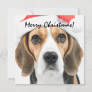 Search for beagle vertical cards Funny