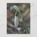 Recherche de perce neige posters Printemps