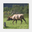 Search for kodiak magnets Animal