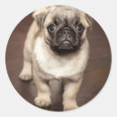 Search for body image stickers Dog