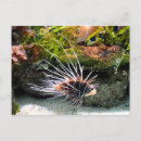 Recherche de poissons de lion Animal