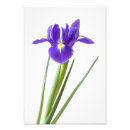 Recherche de iris pourpre et blanc Fleur