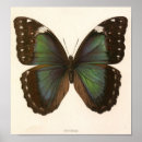 Search for specimens posters Vintage