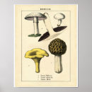 Search for vintage mushroom posters Fungi