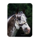 Recherche de tête de cheval magnets Bob langrish