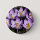 Recherche de crocus badges Nature