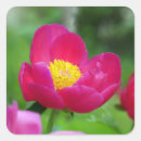 Search for hot pink rose stickers Beautiful