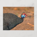 Search for fowl horizontal postcards Feather