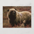 Search for bear postcards Grizzly