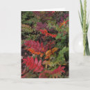 Search for oregon christmas cards Red