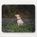 Search for bluebonnets mousepads Yellow