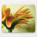 Search for gerbera mousepads Close up