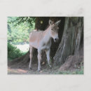 Recherche de âne mignon cartes postales Mulet