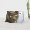 Search for russian birthday cards Grey cat