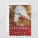Search for samoyed christmas cards Adorable