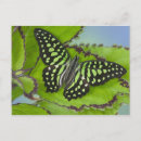 Search for wing open postcards Exotic