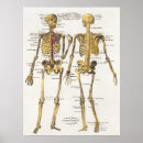 Recherche de anatomie vintage posters Antique